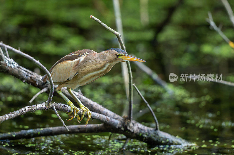 雌小麻鸦或普通小麻鸦(Ixobrychus minutus)